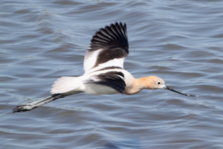 avocet